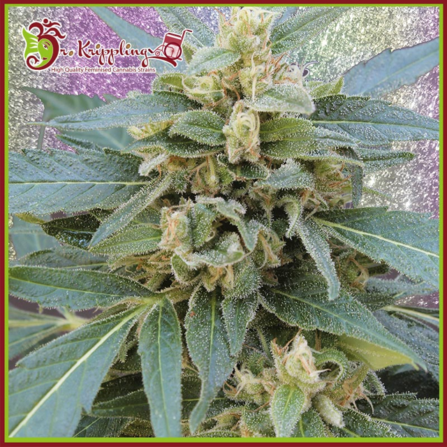 Buy Dr Krippling Seeds Mango Bubble Cloud FEM
