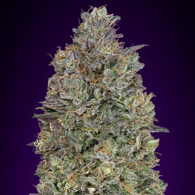 Buy Advanced Seeds Critical Purple Kush FEM