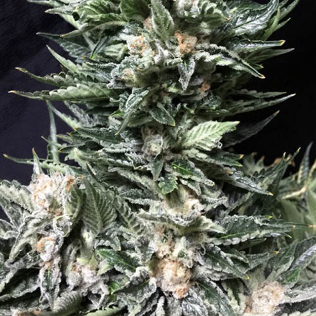 Buy Cream of the Crop Seeds Bruce the Russian FEM