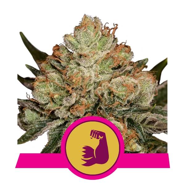 Buy Royal Queen Seeds HulkBerry FEM