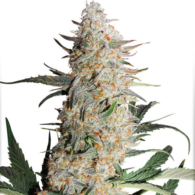 Buy Dutch Passion Seeds Critical Orange Punch FEM