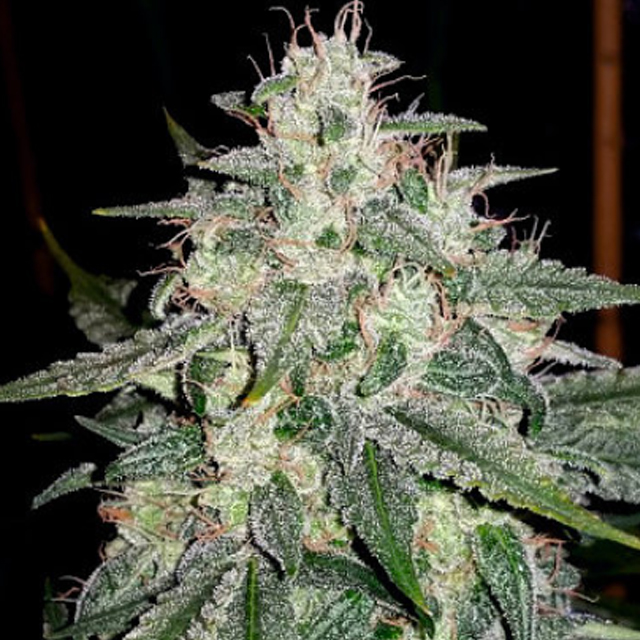 Buy Original Sensible Seeds  4 Assed Monkey FEM