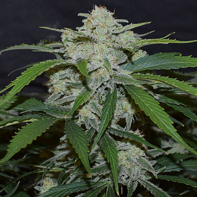 Buy Original Sensible Seeds  Fugue State FEM