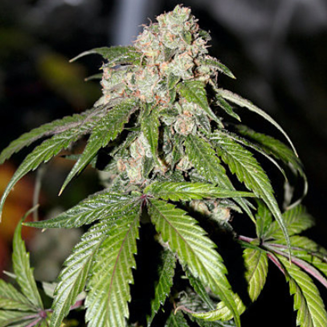 Buy Original Sensible Seeds  Samsquanch OG FEM