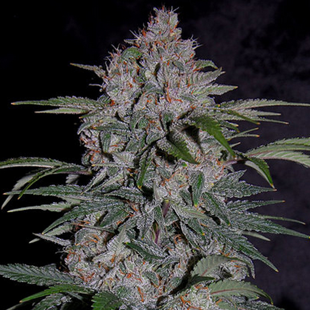 Buy Original Sensible Seeds  Strawberry Nuggets FEM