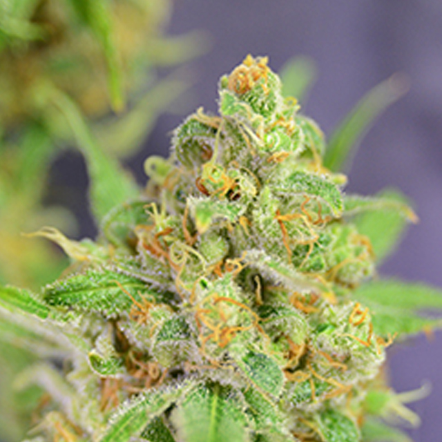 Buy Original Sensible Seeds  Orange Barb FEM