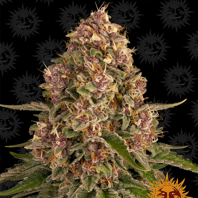 Buy Barneys Farm Seeds Pink Kush FEM