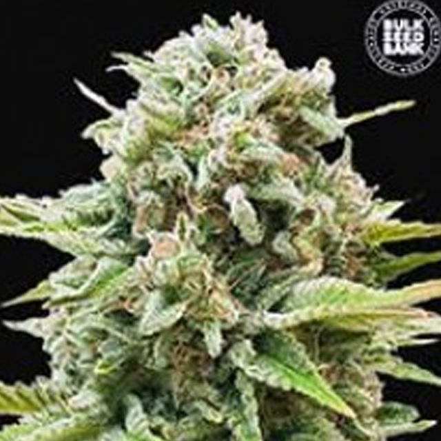 Buy Bulk Seed Bank Auto Guerilla Glue FEM