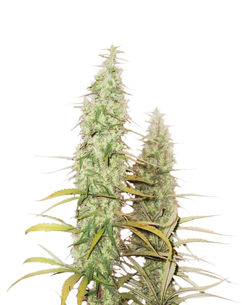 Buy Original Sensible Seeds  Santa Marta Haze FEM