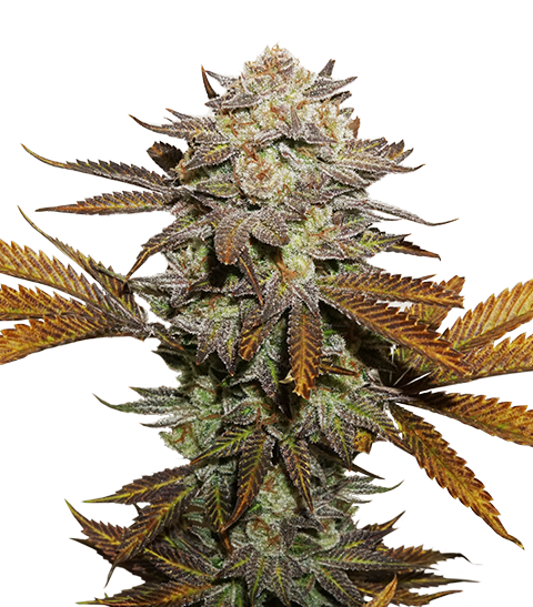 Buy Original Sensible Seeds  Sticky Fingers FEM