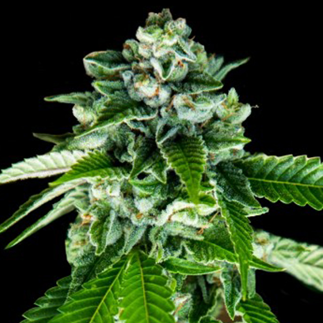 Buy DNA Genetics Seeds Sorbet Dreams FEM