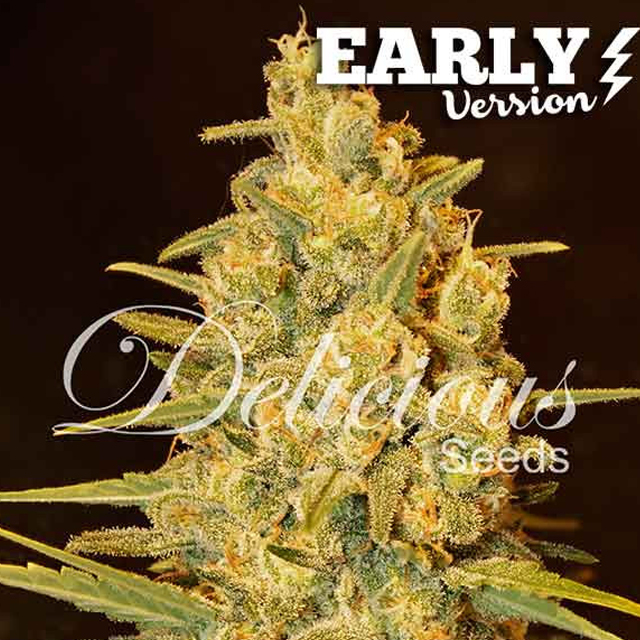 Buy Delicious Seeds Critical Sensi Star F1 Rapid FEM