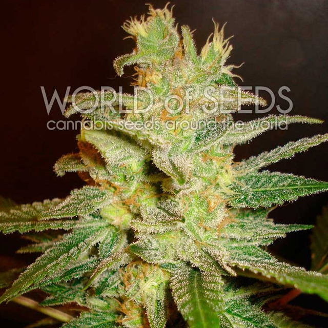 Buy World of Seeds Northern Light x Big Bud Early FEM