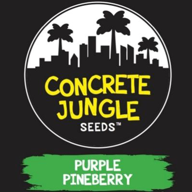 Buy Original Sensible Seeds  Purple Pineberry FEM