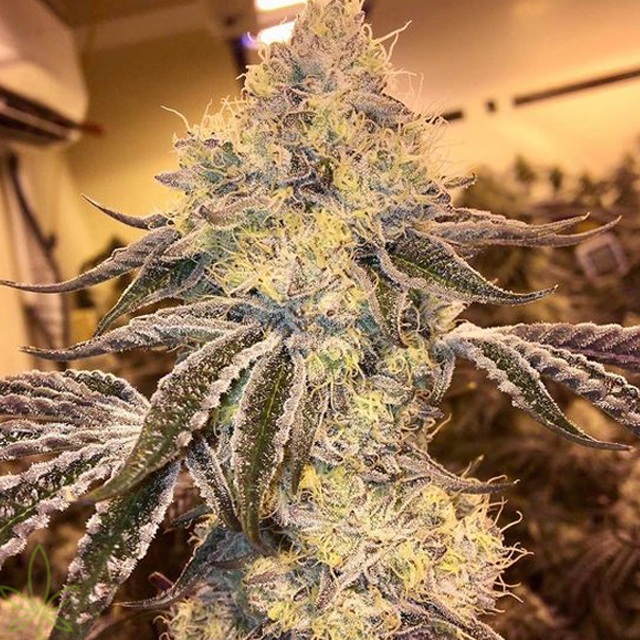  Buy  Wedding  Cake  Concrete Jungle Seeds  FEM Original 