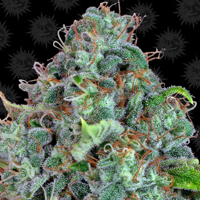 Buy Barneys Farm Seeds Strawberry Lemonade FEM