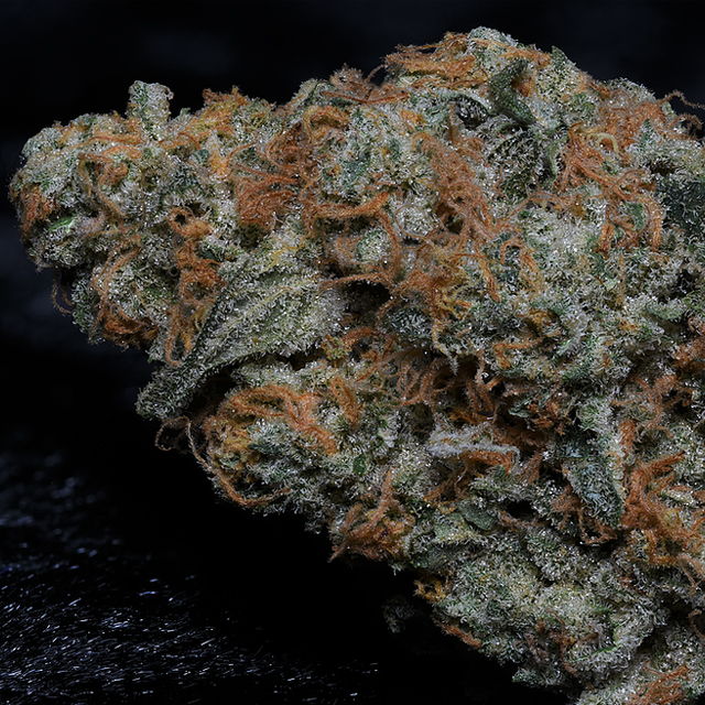 Buy Big Head Seeds Big Head Confidential FEM