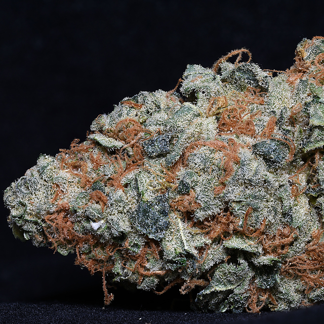 Buy Big Head Seeds Cookie Dawg FEM