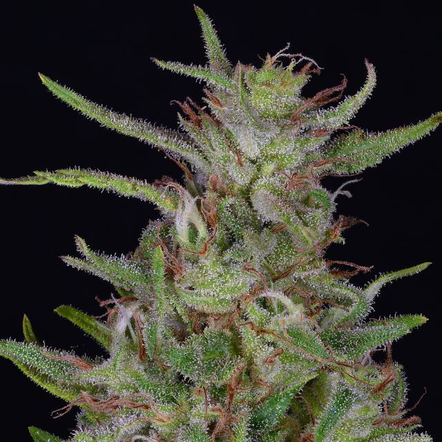 Buy Big Head Seeds Tangie FEM