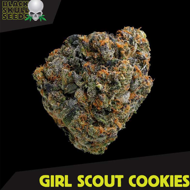 Buy Original Sensible Seeds  Girl Scout Cookies FEM