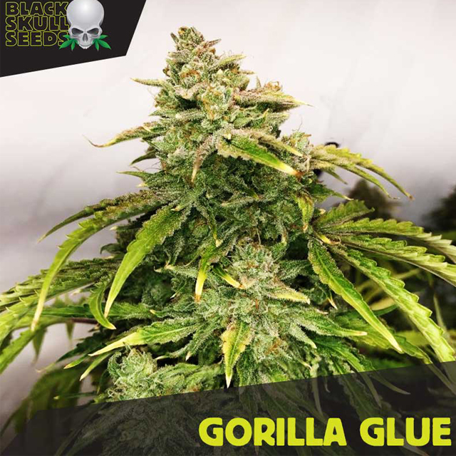 Buy Original Sensible Seeds  Gorilla Glue FEM