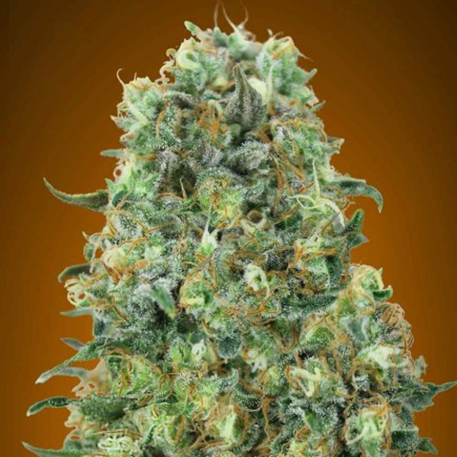Buy Advanced Seeds Critical Mass FEM