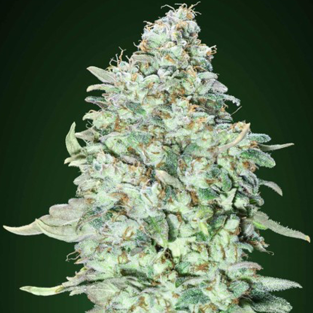 Buy Advanced Seeds OG Kush SFV FEM