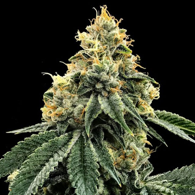 Buy DNA Genetics Seeds Kosher Dawg FEM