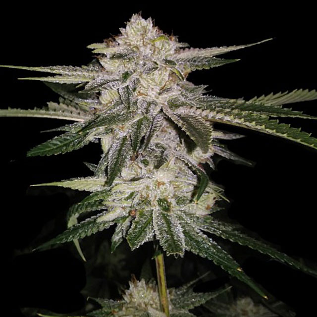 Buy DNA Genetics Seeds Miss USA FEM