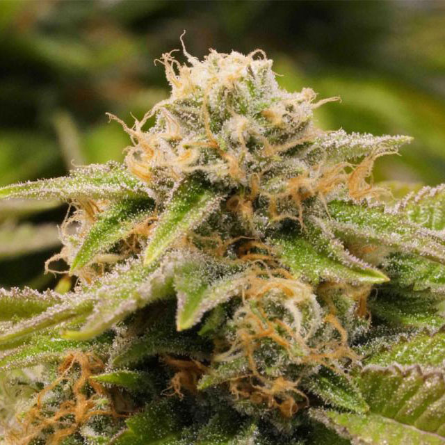 Buy Humboldt Seed Organization Gorilla Breath FEM