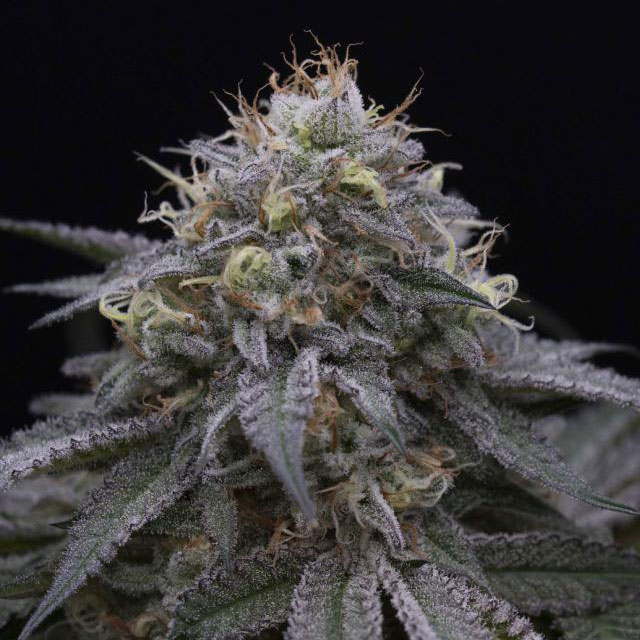 Buy Humboldt Seed Organization Sugar Breath FEM