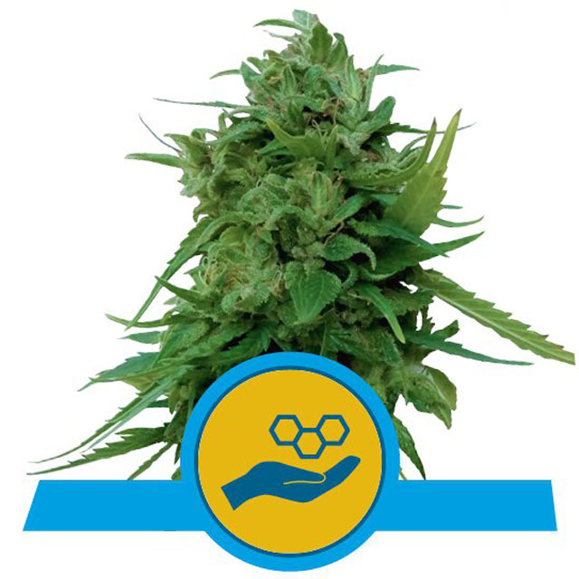 Buy Royal Queen Seeds Solomatic CBD FEM