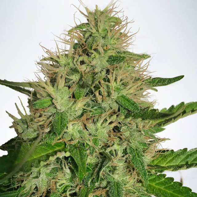 Buy Ministry of Cannabis Seeds Cannabis Light FEM