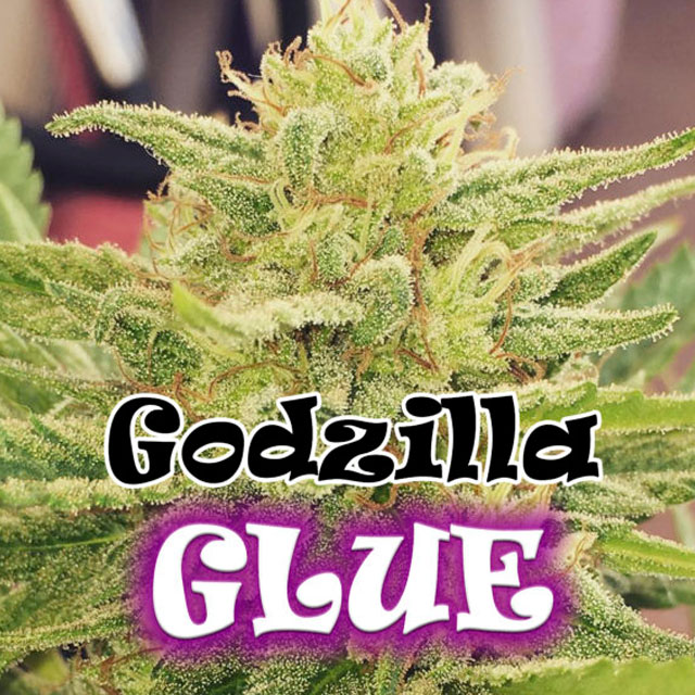 Buy Original Sensible Seeds  Godzilla Glue FEM
