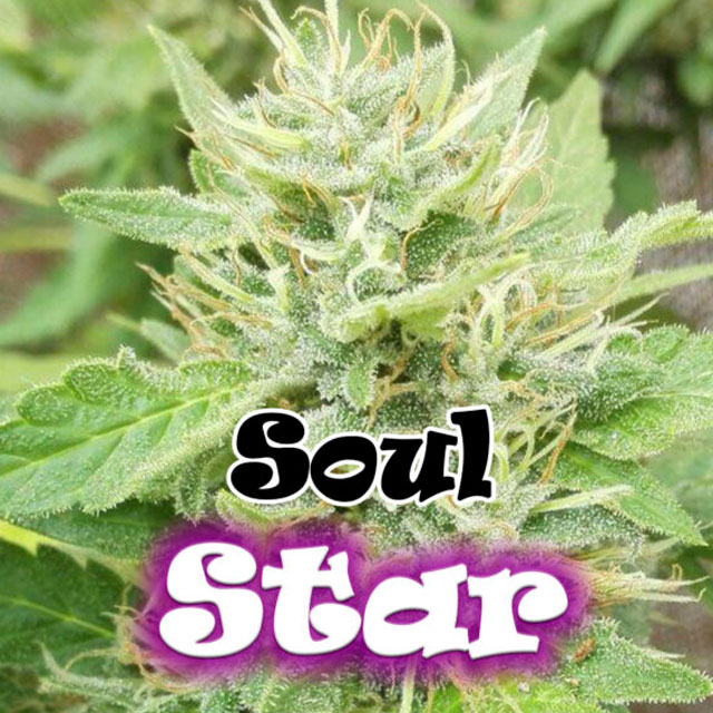 Buy Original Sensible Seeds  Soul Star FEM