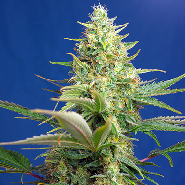 Buy Sweet Seeds Pure Auto CBD FEM