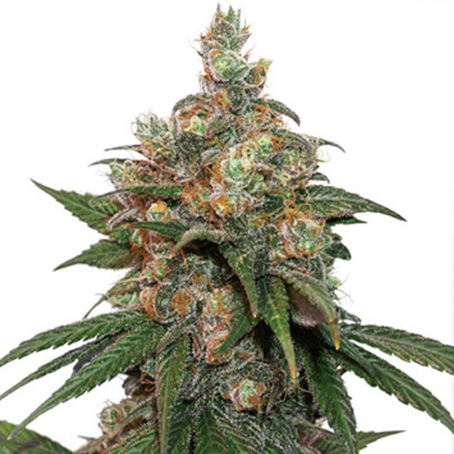 Buy Dutch Passion Seeds HiFi 4G FEM