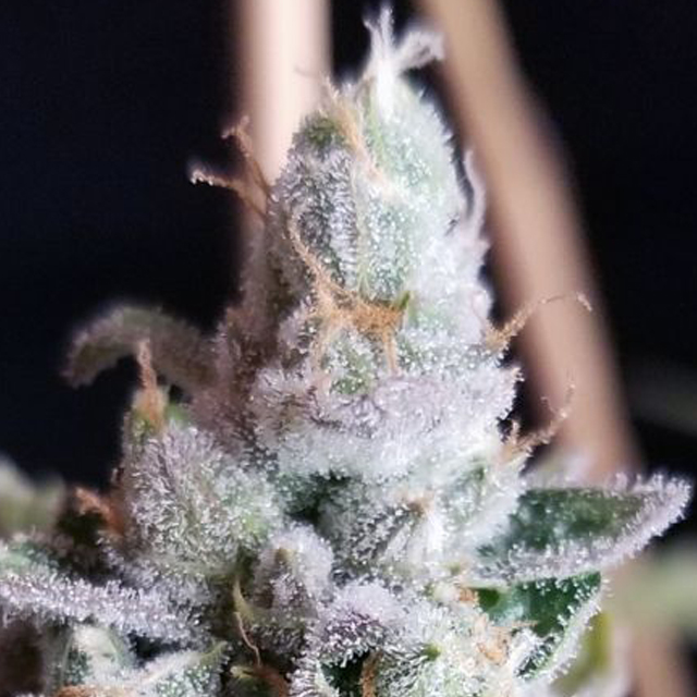 Buy Original Sensible Seeds  Tangie Cookies REG