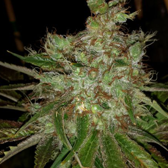 Buy BC Bud Depot Seeds Garlic Cheese FEM