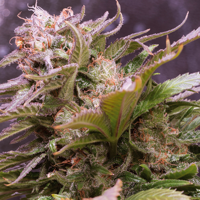 Buy Vision Seeds  Vision Caramello Auto FEM