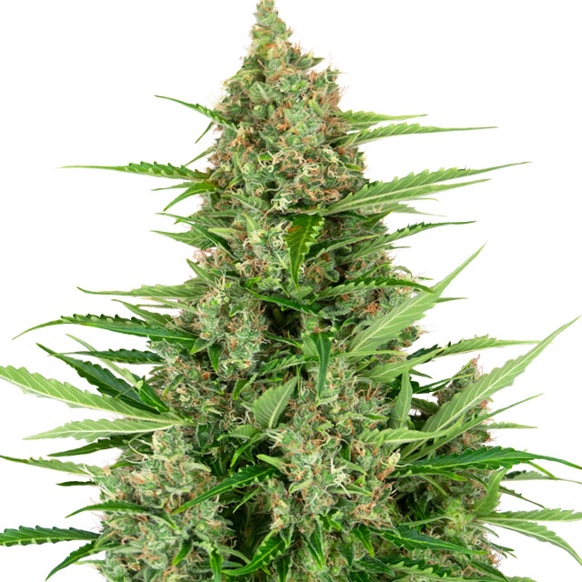 Buy Sensi Seeds Research Double Kush Cake Auto FEM