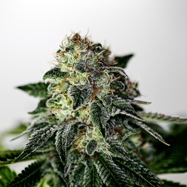 Buy Positronics Seeds Mystic Cookie Auto FEM