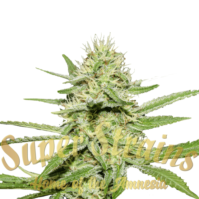 Buy Super Strains Seeds Enemys Dream FEM