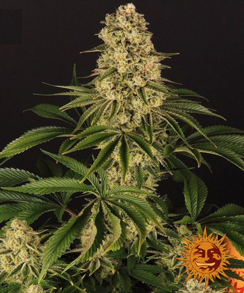 Buy Barneys Farm Seeds Tropicanna Banana FEM