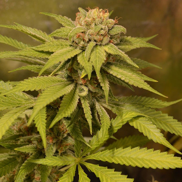 Buy Sumo Seeds After 8 OG FEM