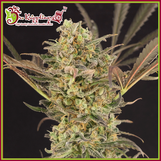 Buy Dr Krippling Seeds Wedding Flowers FEM