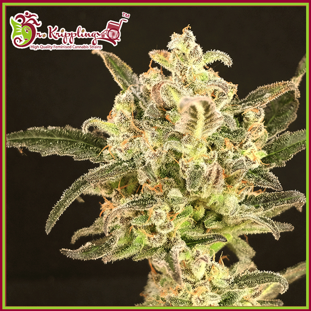 Buy Dr Krippling Seeds Dolly Kush FEM