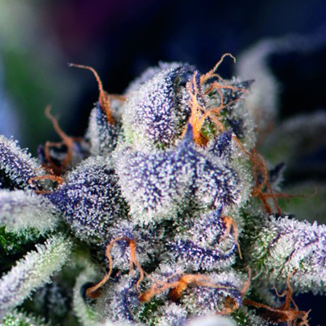 Buy Pyramid Seeds Cookies USA FEM