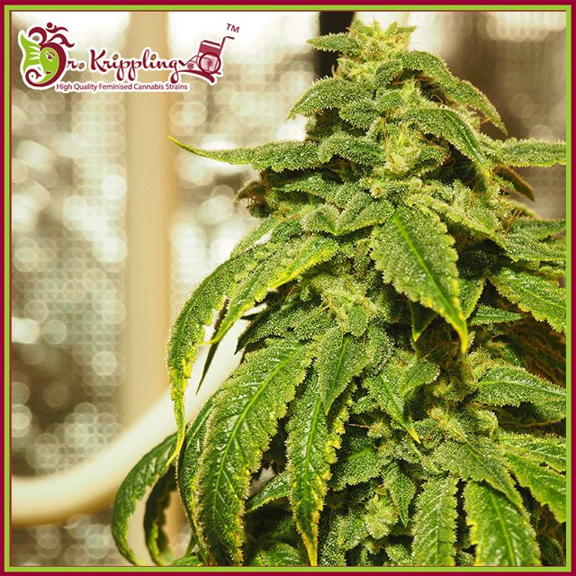 Buy Dr Krippling Seeds D'oh Si D'ohpe FEM