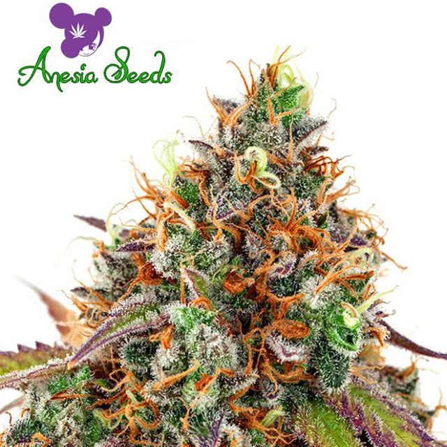 Buy Anesia Seeds Cherry Kiss FEM